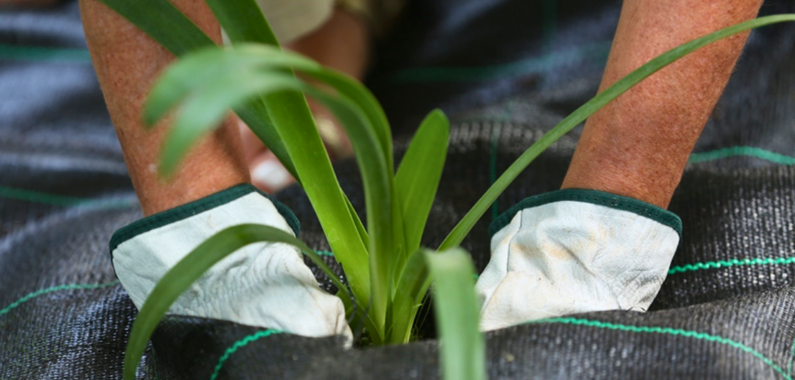 IP comemora Dia Nacional da Sustentabilidade