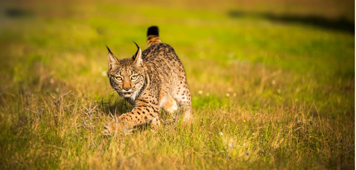 Lince-ibérico: fotografia 1